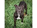Reba, American Staffordshire Terrier For Adoption In Merriam, Kansas