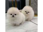 Pomeranian puppies now ready for good homes