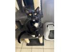 Applebee, Domestic Shorthair For Adoption In Kankakee, Illinois