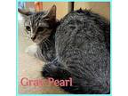 GRAY PEARL Domestic Shorthair Kitten Female