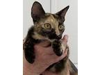 Spooky, Calico For Adoption In Lake Waynoka, Ohio