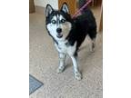 Adopt Oden a Siberian Husky, Mixed Breed