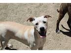 Dooley ***rescue Center***, Labrador Retriever For Adoption In Littleton