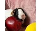 Charlotte, Guinea Pig For Adoption In Hughesville, Maryland