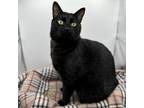 Adopt Suki--In Foster a Domestic Short Hair