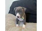 Tiger Green American Pit Bull Terrier Puppy Male