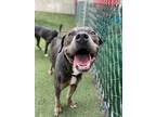 Adopt Hamlet a Pit Bull Terrier, Mixed Breed