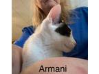 Adopt Armani (24-265) a American Shorthair