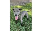 Adopt Diesel a German Shorthaired Pointer, Mixed Breed