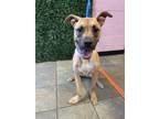 Adopt Bandit a Black Mouth Cur, Mixed Breed