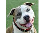 Adopt Hendrix a Pit Bull Terrier, Mixed Breed