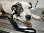 Adopt 24-07-2175 Rain a Pit Bull Terrier