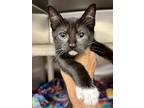 Adopt Chocolate Chip Muffin a Domestic Short Hair