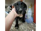 Adopt Brite - 070906S a Labrador Retriever