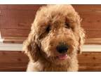 Goldendoodle Puppy for sale in Nashville, TN, USA