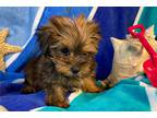 Yorkshire Terrier Puppy for sale in Columbia, MO, USA