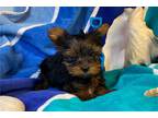 Yorkshire Terrier Puppy for sale in Columbia, MO, USA