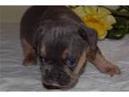 French Bulldog Puppy for sale in Springfield, MO, USA