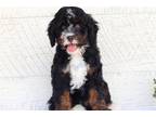 Mutt Puppy for sale in Cambridge, OH, USA