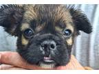 French Bulldog Puppy for sale in South Bend, IN, USA