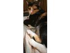 Adopt Heather a Domestic Short Hair