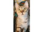 Adopt Exalta a Tabby, Domestic Short Hair