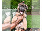 German Shepherd Dog PUPPY FOR SALE ADN-807025 - German Shepherd Puppy