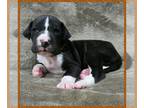 Great Dane PUPPY FOR SALE ADN-807039 - Great Dane Puppies