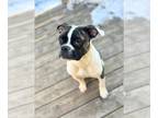 Boston Terrier-Boxer Mix DOG FOR ADOPTION RGADN-1299679 - Checkers - Boxer /