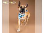 German Shepherd Dog Mix DOG FOR ADOPTION RGADN-1299166 - Mighty Mike - German