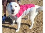 Mix DOG FOR ADOPTION RGADN-1299202 - Niebla - Akbash (medium coat) Dog For