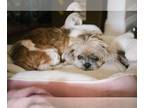 Shih Tzu DOG FOR ADOPTION RGADN-1299261 - Franny - Shih Tzu Dog For Adoption
