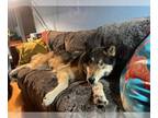 German Shepherd Dog-Huskies Mix DOG FOR ADOPTION RGADN-1299330 - COURTESY