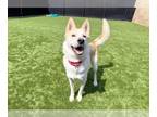 Siberian Husky DOG FOR ADOPTION RGADN-1299334 - MAC - Siberian Husky (medium