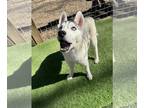 Mix DOG FOR ADOPTION RGADN-1299401 - Orchid - Husky (long coat) Dog For