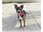 American Pit Bull Terrier Mix DOG FOR ADOPTION RGADN-1299472 - THEON - Pit Bull