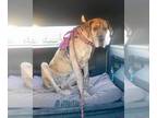Great Dane DOG FOR ADOPTION RGADN-1299657 - Mavis - Great Dane Dog For Adoption