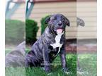 Labrador Retriever-Plott Hound Mix DOG FOR ADOPTION RGADN-1299696 - DIAMOND PUP