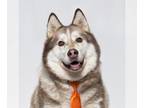 Alaskan Malamute DOG FOR ADOPTION RGADN-1299843 - MANNY - Alaskan Malamute