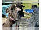 American Pit Bull Terrier Mix DOG FOR ADOPTION RGADN-1299900 - KUZCO - American
