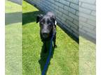 Labrador Retriever DOG FOR ADOPTION RGADN-1299924 - Baby Girl - Labrador