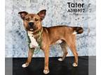 American Pit Bull Terrier Mix DOG FOR ADOPTION RGADN-1299932 - TATER - Pit Bull