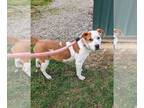 American Pit Bull Terrier Mix DOG FOR ADOPTION RGADN-1299939 - Aria - Hound /