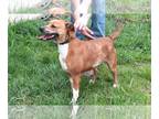 Labrador Retriever Mix DOG FOR ADOPTION RGADN-1300123 - Rosie - Cattle Dog /