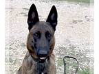 Mix DOG FOR ADOPTION RGADN-1300186 - Cain - located in TX - Dutch Shepherd Dog