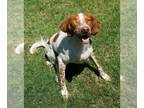 Brittany DOG FOR ADOPTION RGADN-1300198 - CA/Betty - Brittany (short coat) Dog