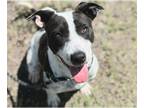 Staffordshire Bull Terrier Mix DOG FOR ADOPTION RGADN-1300242 - DYNA -