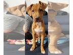 American Staffordshire Terrier-Boxer Mix DOG FOR ADOPTION RGADN-1300362 - Hades