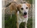 Labbe DOG FOR ADOPTION RGADN-1300396 - Harold - Labrador Retriever / Beagle /