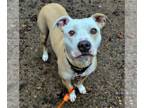 American Pit Bull Terrier Mix DOG FOR ADOPTION RGADN-1300401 - Felicity - Pit